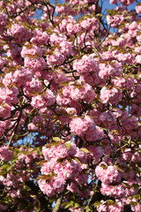 Cerisier du Japon en fleurs au printemps