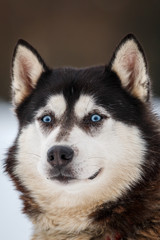 Schlittenhunde Rennen im kalten Winter, Husky_005