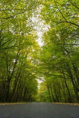 Road in autumn deciduous forest.