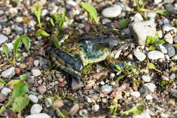 Frog is sitting on the stony soil.