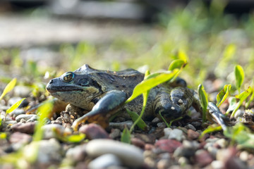 Frog is sitting on the ground.