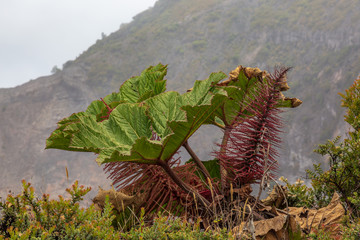 A large gunnera plant on the edge of Irazú volcano in Costa Rica