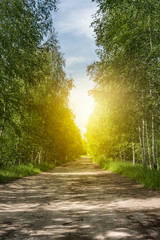 The sunny road passing through the forest