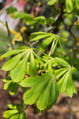 Chestnut leaves, spring green background.