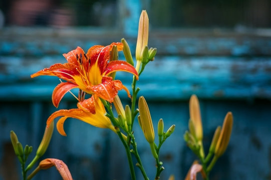 Blooming daylily in the summer garden