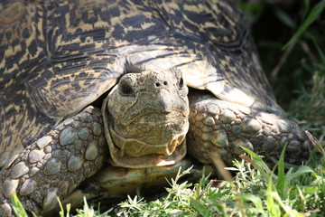Schildkröte Portrait