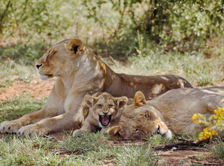 Löwen Gruppe