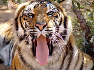 Lustiges Tiger Portrait