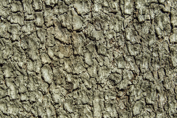 corteza de árbol
Fondo con la corteza rugosa de un árbol 