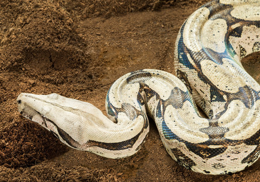 Boa constrictor constrictor – Surinam Guyana, with curved body in motion. Female