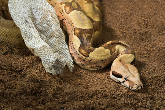 Boa constrictor imperator - Female. Mutational form Hypo Jungle. Albino. Snake next to her old skin