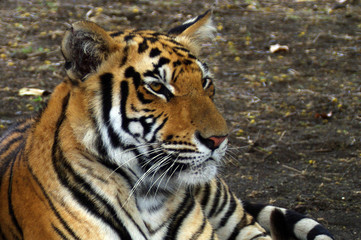 Photos U.S et Ile Maurice 