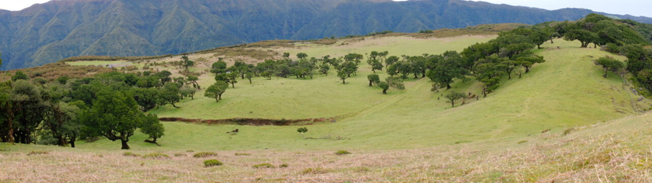 Foret laurifère à Madère