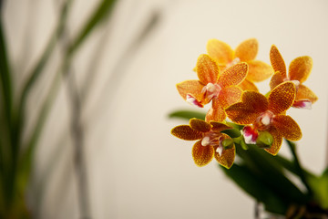 Orchidea 2