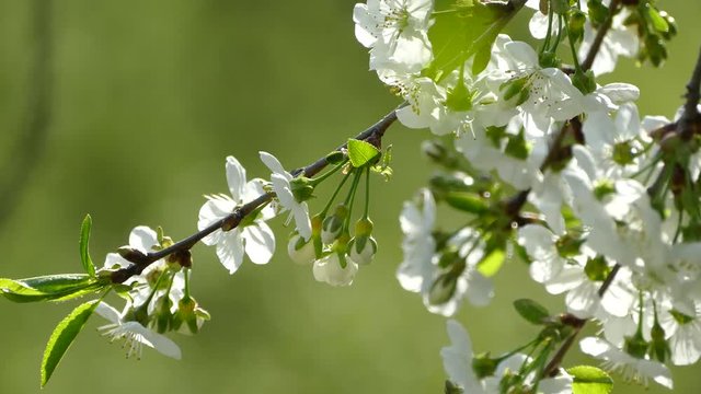 Beautiful blooming cherry tree branch. White flowers on a green background. Spring blooming garden. Young buds of a cherry blossom. The wind picks up the branches of a tree.