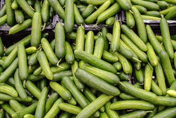 Cucumber harvest. Many ripe and juicy cucumbers top view. Layout on the market in a store or supermarket. Texture or background