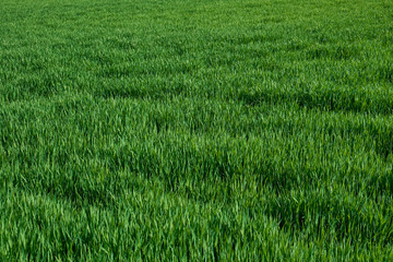 Natur Frühling Wiese Feld