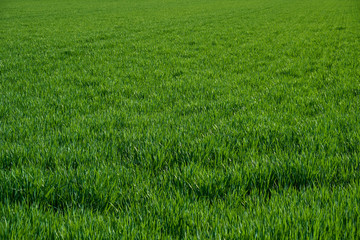 Natur Frühling Wiese Feld