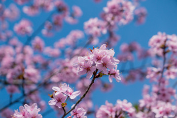 Cherry tree blossoming.