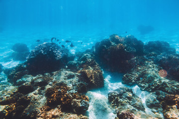 Tropical underwater wildlife with corals. Sea life in Indian ocean.