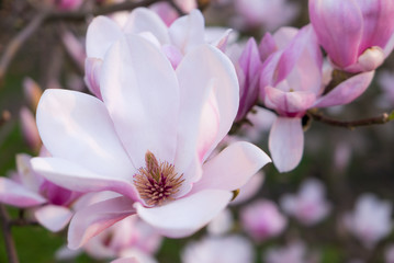 Obraz premium Magnolia flower blooming.