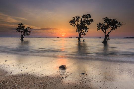 Trees in a mangrove, Nirwana Beach, Padang, West Sumatra, Indonesia