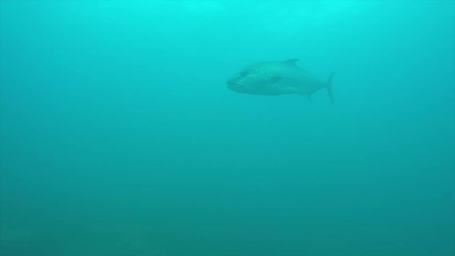 Greater amberjack (Seriola dumerili). Cabo Pulmo National Park, The world's aquarium. Baja California Sur,Mexico.