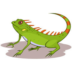 Iguana reptile cartoon vector illustration isolated on white background.