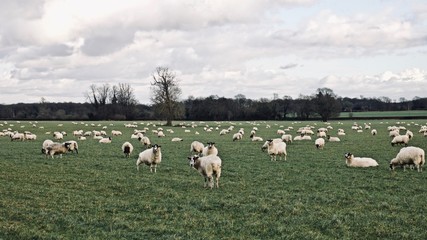 Obraz premium Sheeps on the farm