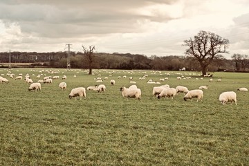 Fototapeta premium Sheeps on the farm