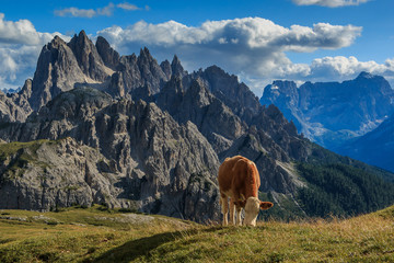 Kuh, Kühe auf einer Hochalm in den Dolomiten, Italien_003