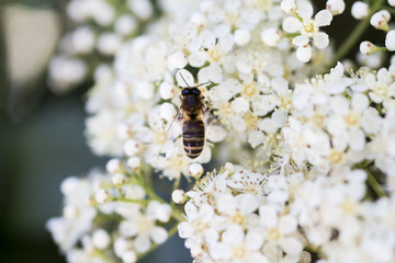 Abeille 