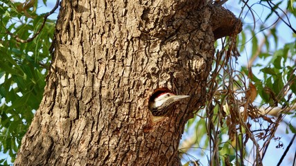 Buntspecht schaut aus Baumh&ouml;hle hinaus