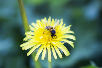 Abeille 