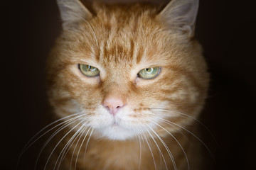 Lovely red cat. Soft focus.