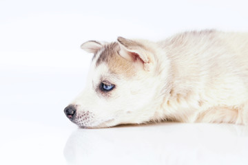 The portrait of a sad grey and white Siberian Husky puppy with blue eyes lying indoors on a white background
