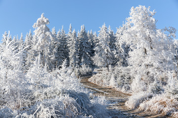 Winter in forest, mountains, Poland