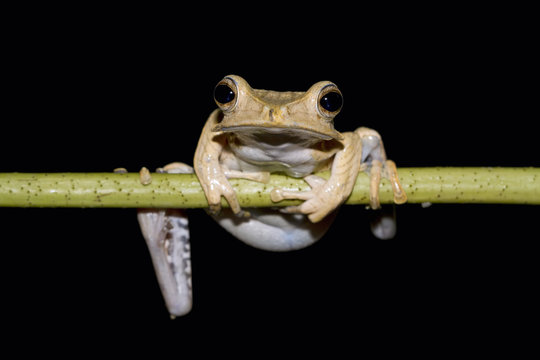 Close up of frog sitting on twig against black background