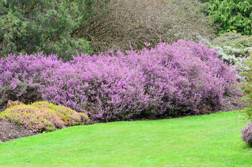 spring in the Valley Park England