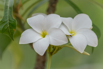 A couple of yellow white and pink flowers (Frangipani, Plumeria) on a sunny day with natural background