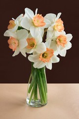white and yellow daffodils close up