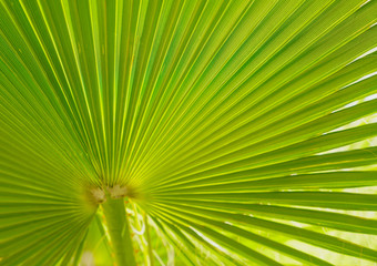 Texture of green palm leaf