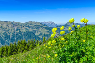 The Swiss resort Engelberg. Landscape of the mountain ridge and yellow alpine tulips