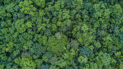 Aerial top view forest, Texture of forest view from above.