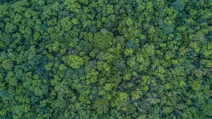 Foto op Aluminium Aerial top view forest, Texture of forest view from above. © Kalyakan