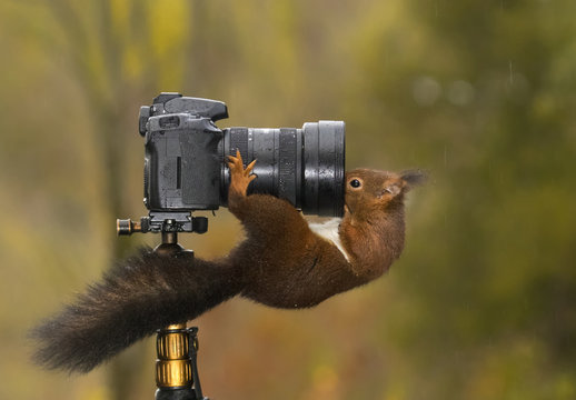 Red Squirrel looking into the lens of a digital single-lens reflex camera on a tripod in rural landscape, Artica, Navarra, Spain