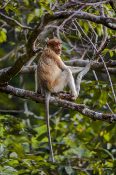 Proboscis monkey in a tree, Central Kalimantan, Indonesia