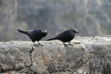 Bird life on Table Mountain