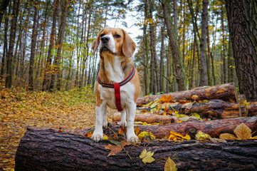 Pies Beagle © Micha