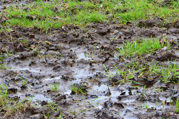 grass covered in mud